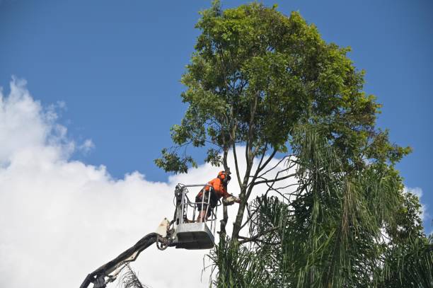 Best Mulching Services  in Brandywine, MD